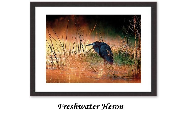 Freshwater Heron Framed Print